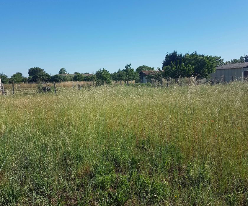 TERRAINS  dans lotissement